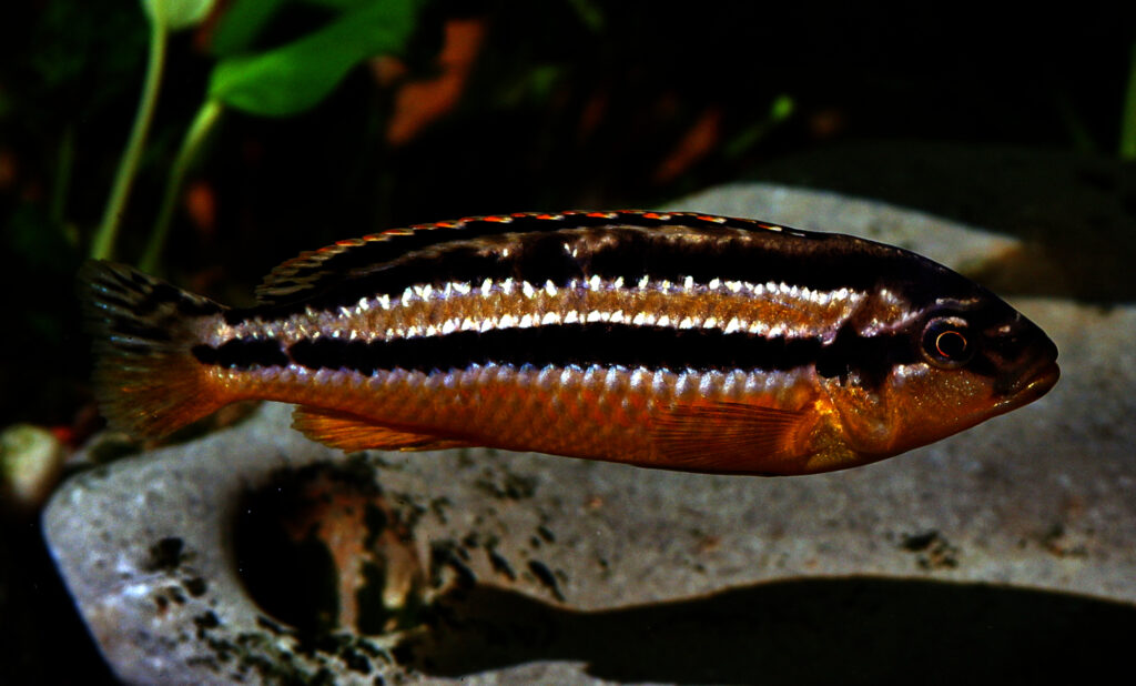 Vista lateral de cuerpo entero del melanochromis auratus