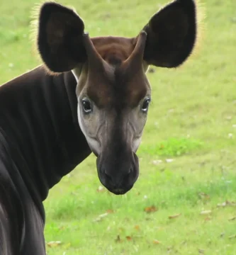Vista trasera de la cabeza del okapi con su cuerno girado mirando a la cámara