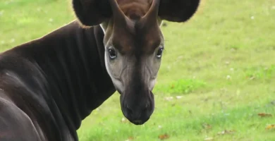 Vista trasera de la cabeza del okapi con su cuerno girado mirando a la cámara
