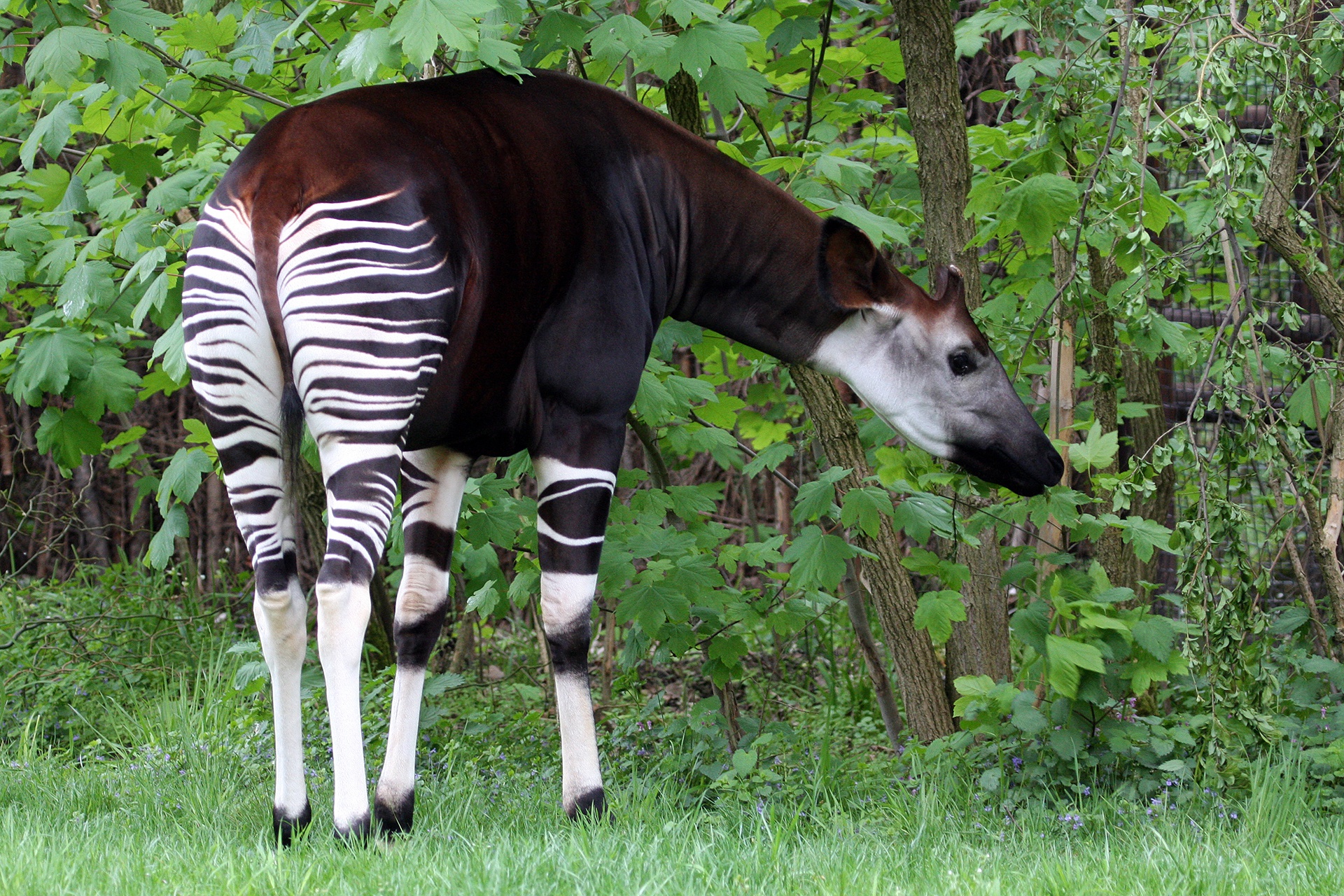 Okapi: Características, hábitat y curiosidades