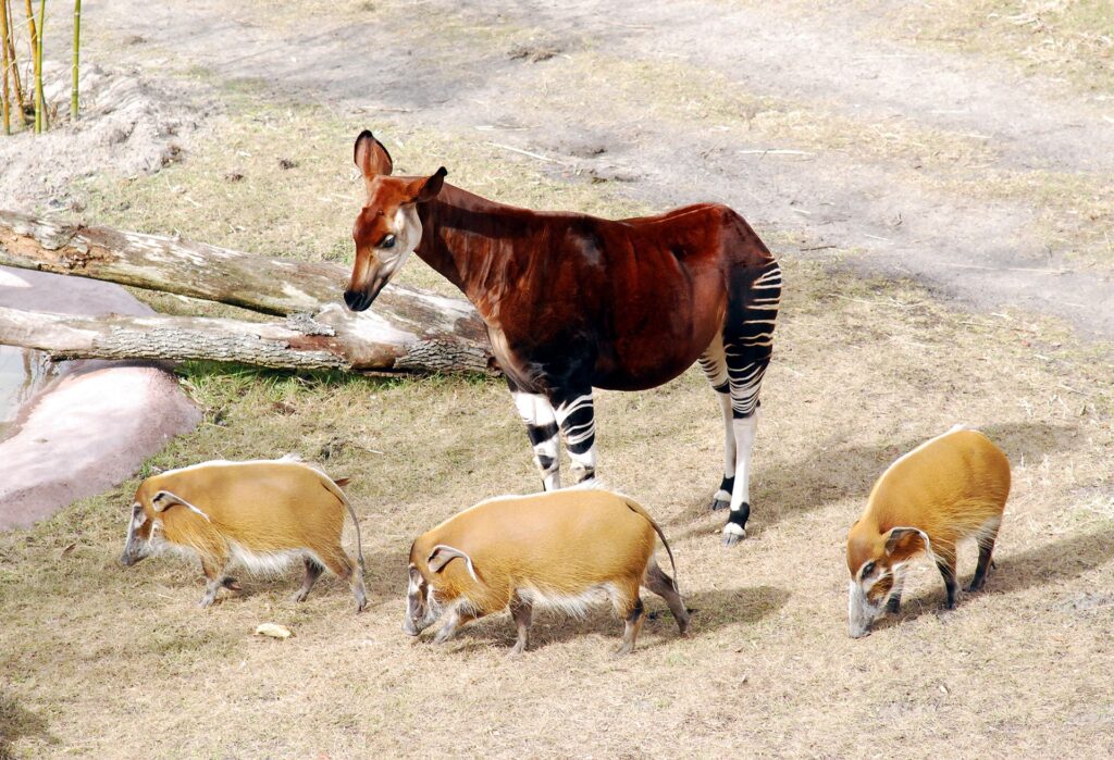 Vista de un okapi unicornio con tres cerdos rojos a su lado izquierdo