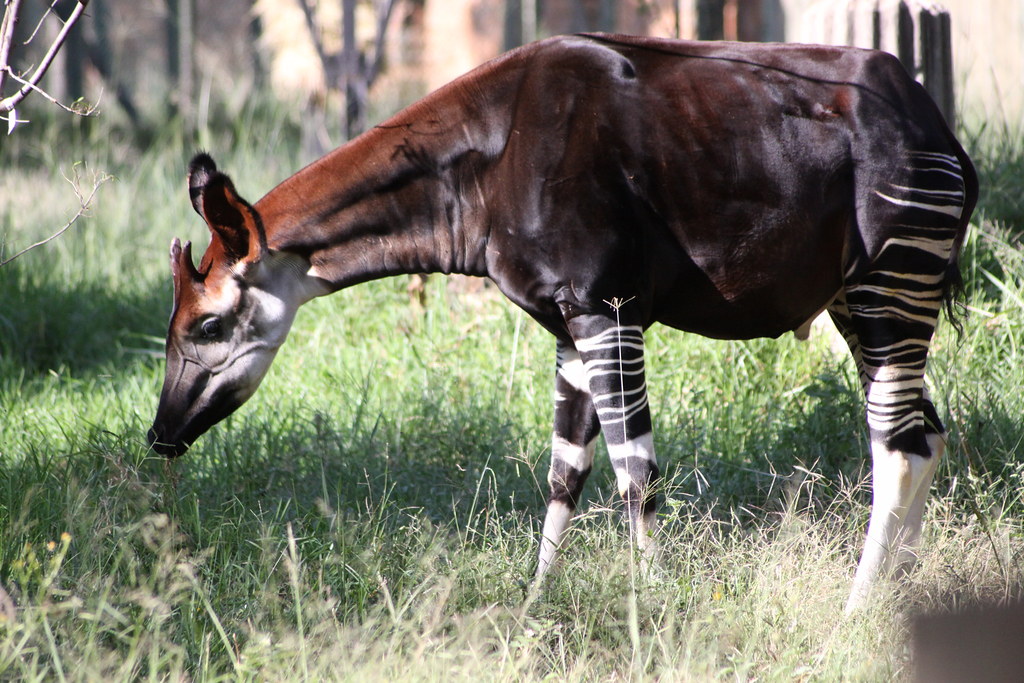 Vista lateral de un okapia johnstoni pastando hierba