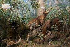 Okapi: el animal más misterioso de África