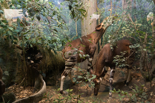 Vista de un cuadro donde están pintados dos okapis que están alimentándose de hojas en el bosque