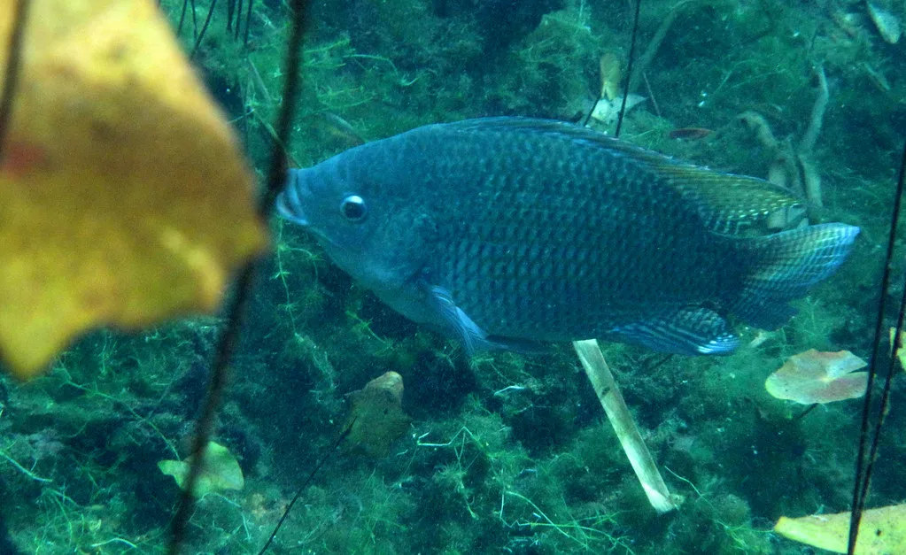 Vista lateral de la oreochromis niloticus debajo del agua