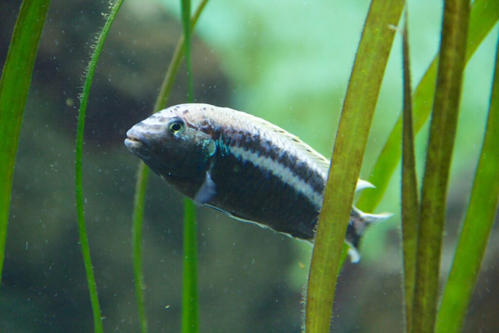 Vista lateral de un pez caramelo cíclido nadando hacia arriba entre tallos verdes
