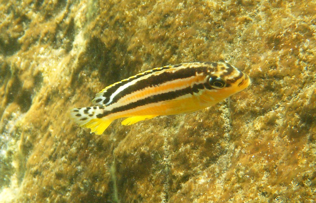 Vista lateral de un pez cíclido caramelo nadando cerca de una roca