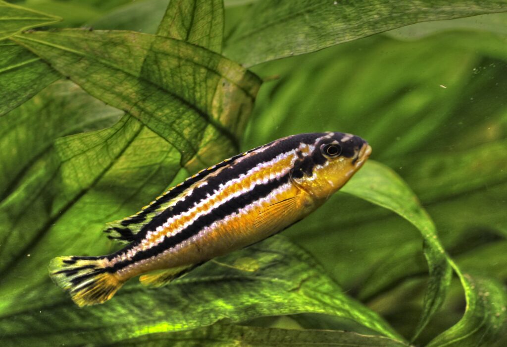 Vista lateral de un pez oro cíclido nadando hacia arriba con hojas al fondo