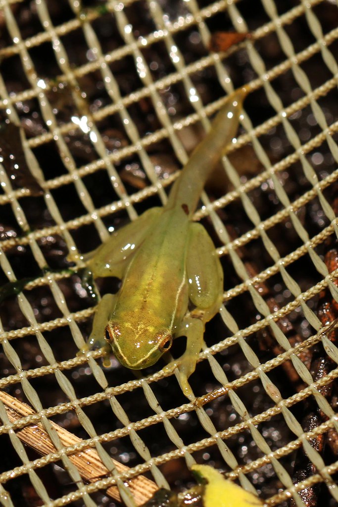Vista de planta de una rana africana hyperolius pusillus cazada en una canasta