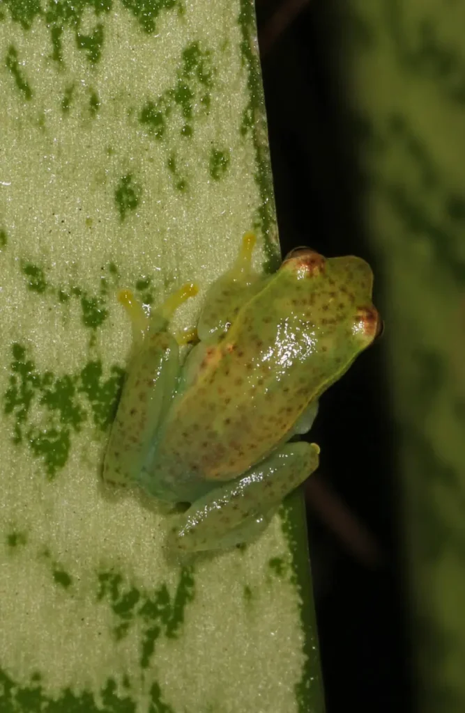 Vista trasera de una rana hyperolius pusillus de lado sobre un tallo verde