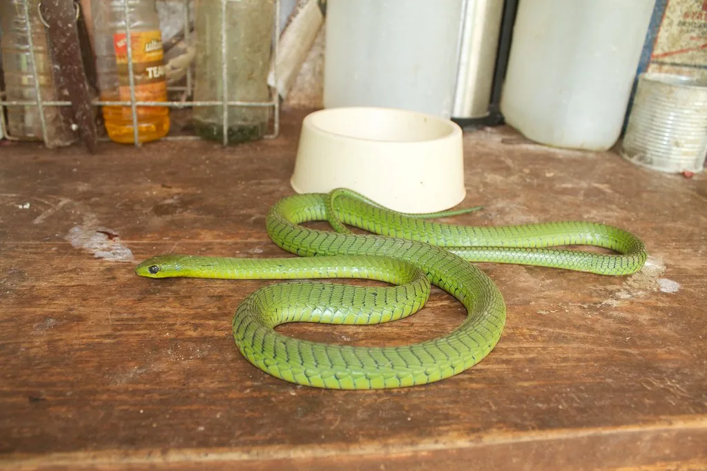 Vista lateral de la serpiente boomslang de cuerpo entero en el suelo de una casa