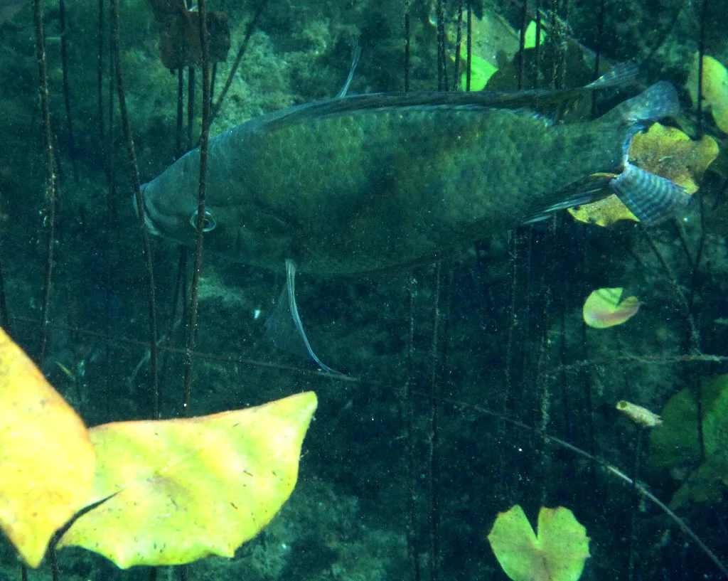 Vista lateral lejana de la tilapia oreochromis niloticus dentro del agua