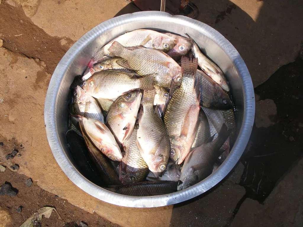 Vista de planta de un recipiente lleno de tilapias grises recién pescadas