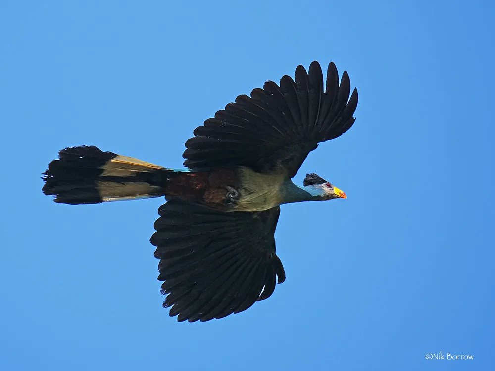 Vista inferior del turaco azul africano en pleno vuelo