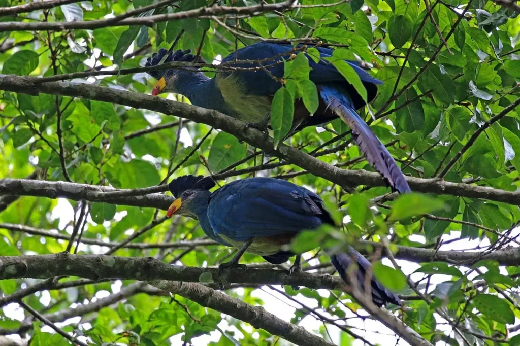 Vista inferior de una `pareja de turacos gigantes posados en las ramas de un árbol