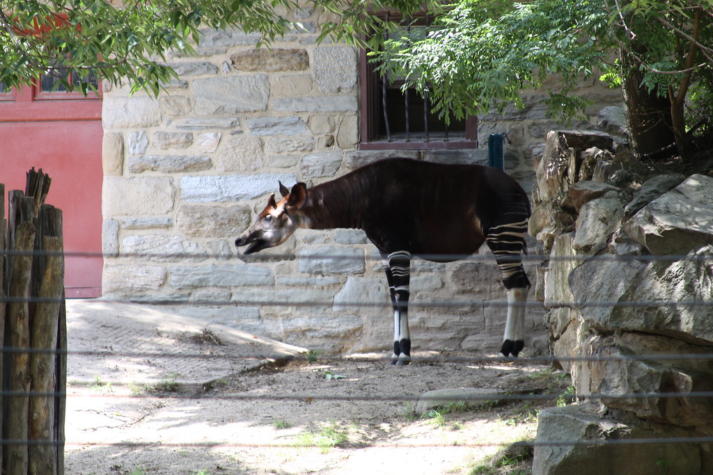 Vista lateral de un unicornio okapi dentro del recinto de un zoo