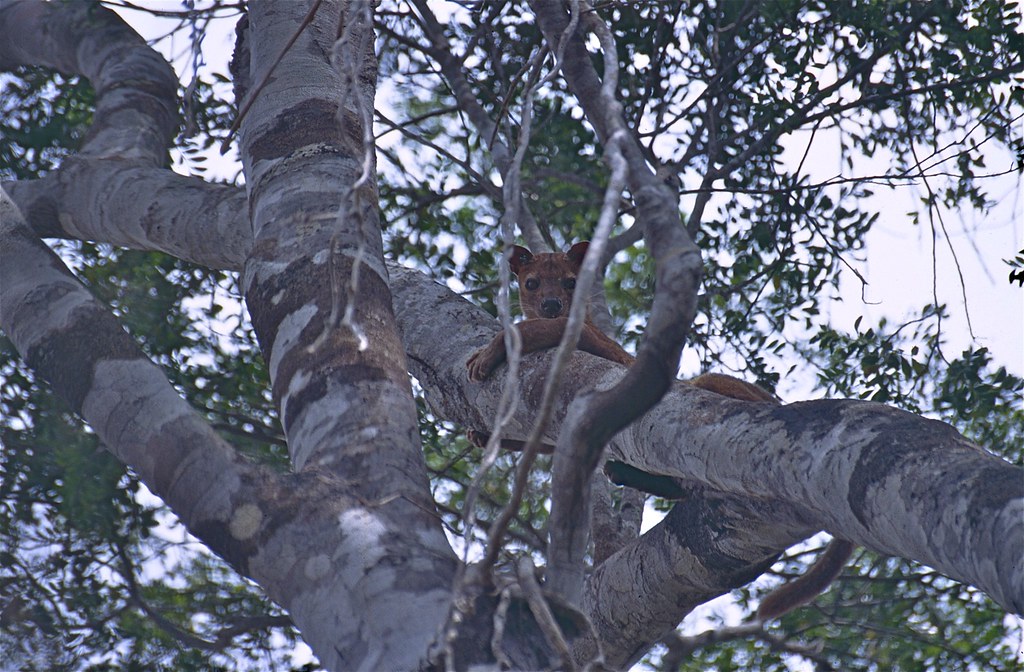Vista frontal lejana de un africano fosa encima de un árbol