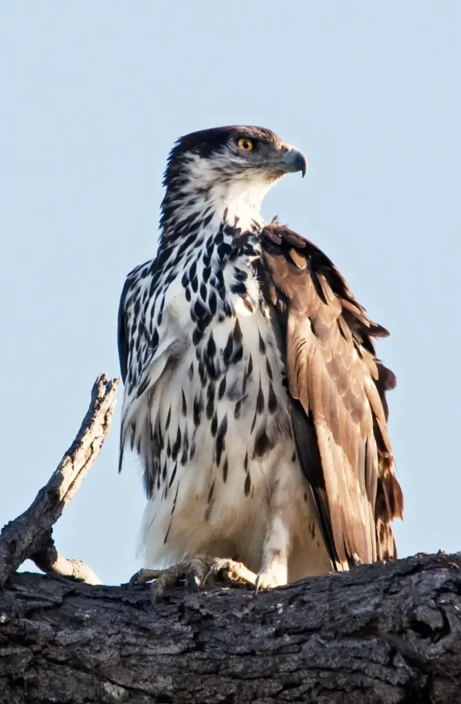 Vista frontal del águila africana azor posada en un tronco mirando a su izquierda 