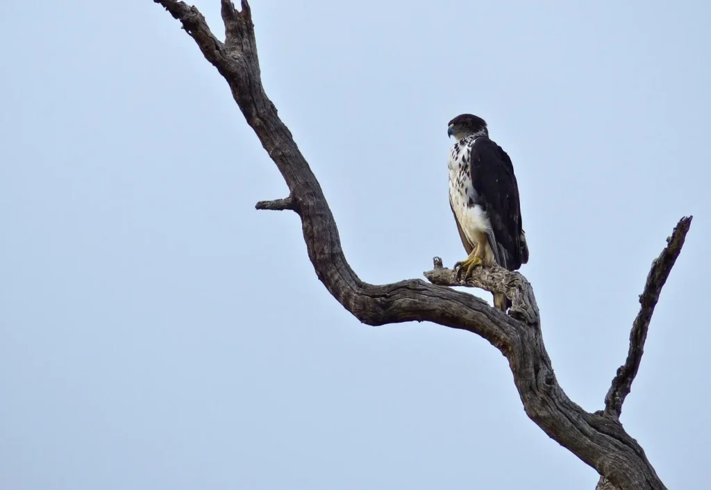 Vista lejana del águila estriada africana posada sobre un árbol