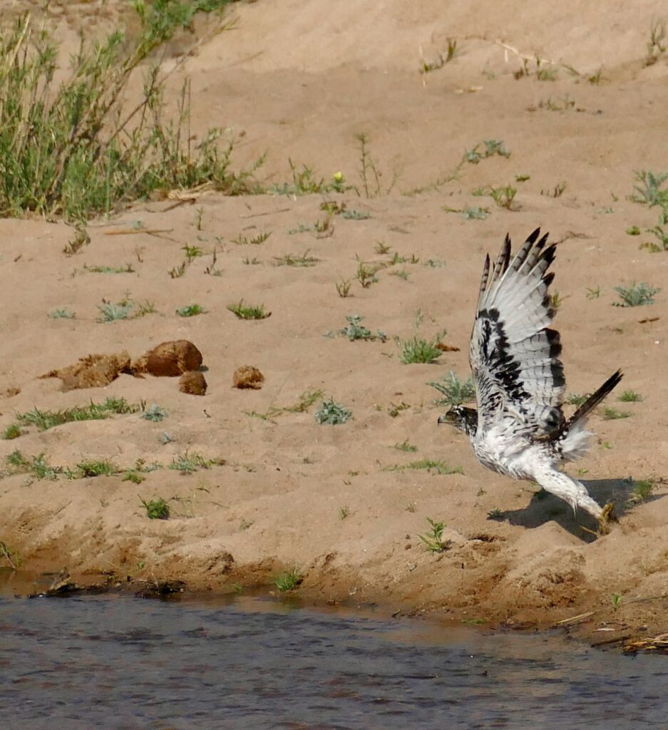 Vista lateral lejana de un águila africana estriada azor aterrizando al lado de un río