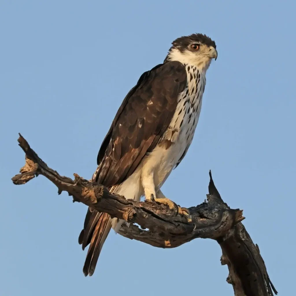 Vista lejana del águila aquila spilogaster posada en una rama