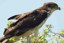 Vista lateral del águila azor africana posada sobre una pequeña rama