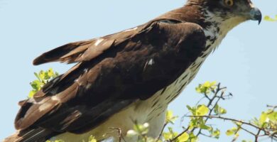 Vista lateral del águila azor africana posada sobre una pequeña rama