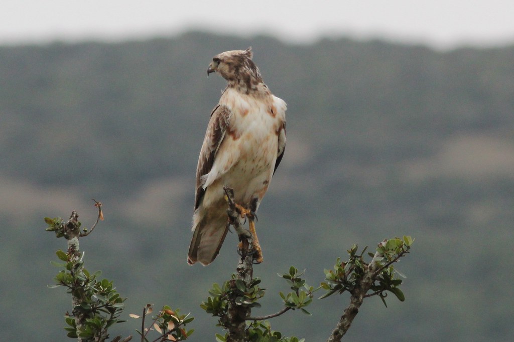 Vista frontal de un joven ejemplar de águila estriada africana posado en una rama mirando a su derecha