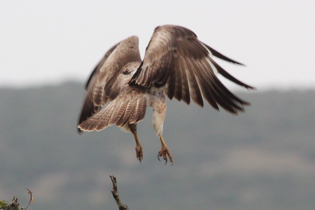 Vista trasera lateral de un águila estriada a bajando de un vuelo