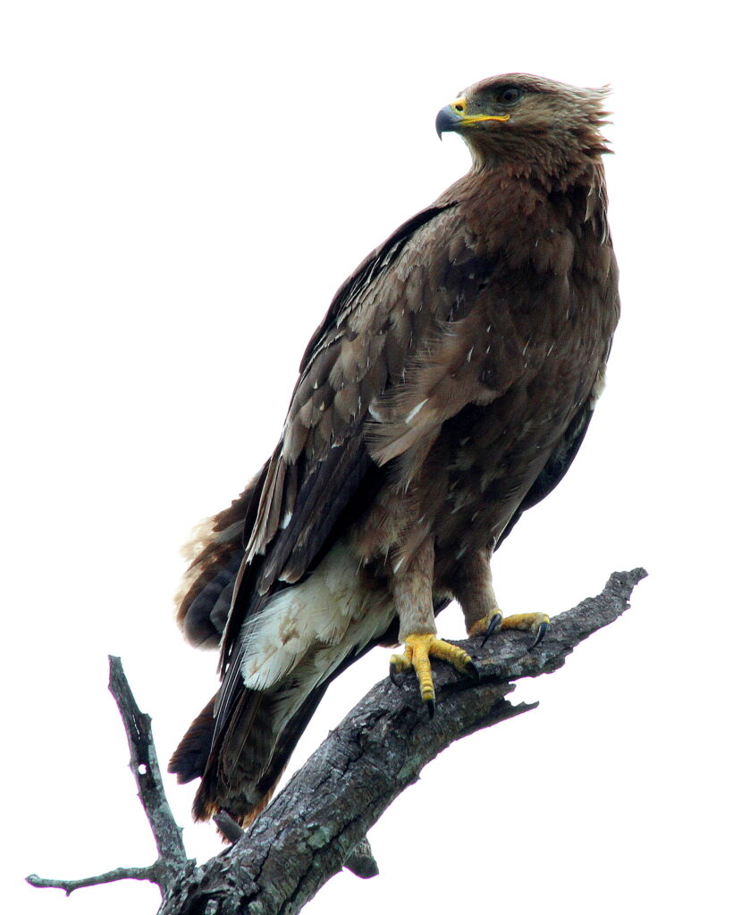 Vista lateral de un águila de Wahlberg mirando a su espalma sobre una rama con fondo blanco