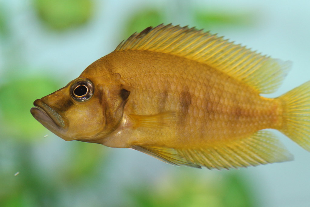Vista lateral del cíclido pez comprimido de color amarillento