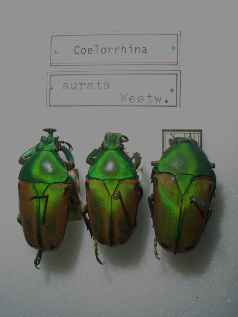 Vista de planta de tres escarabajos coelorhina aurata expuestos en un mural blanco
