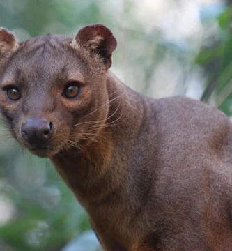 Vista frontal de la cabeza y medio cuerpo del fosa con vegetación al fondo