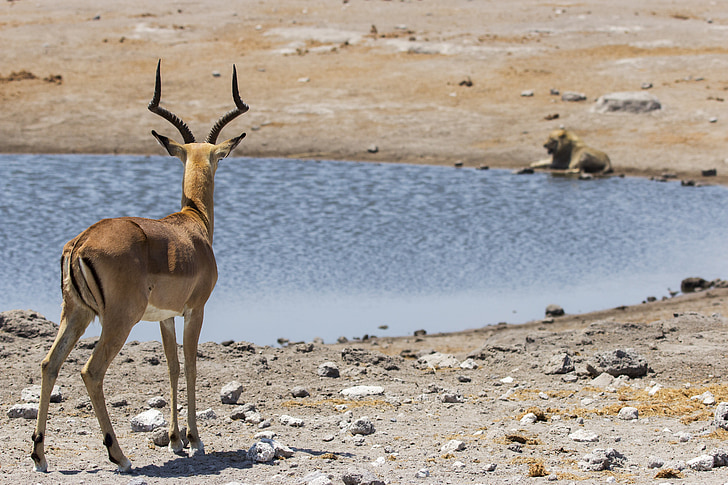 Vista trasera de un impala que mira su depredador que esta acostado en la otra orilla del pequeño lago de agua