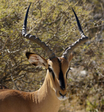 Vista frontal de la cabeza del impala
