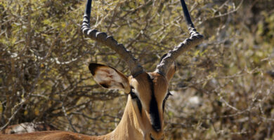 Vista frontal de la cabeza del impala