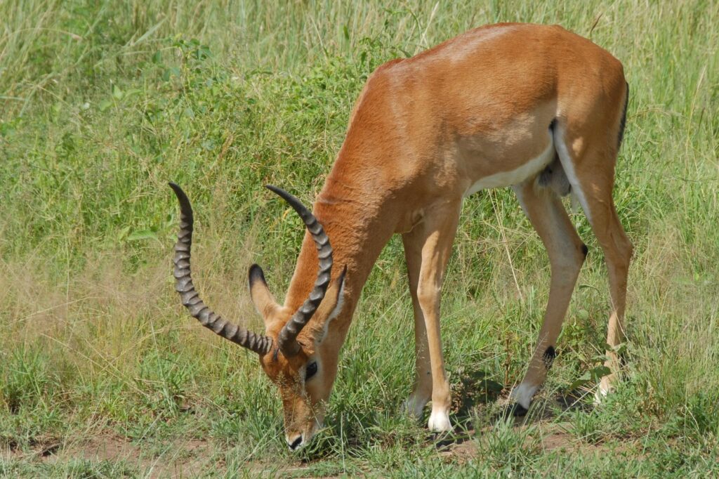 Vista lateral de un impala pastando vegetación