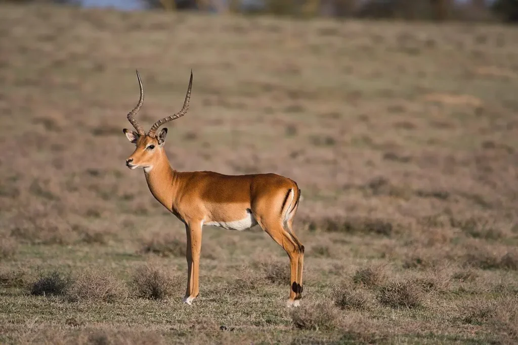 Vista lateral lejana de un impala africano en medio de la sabana