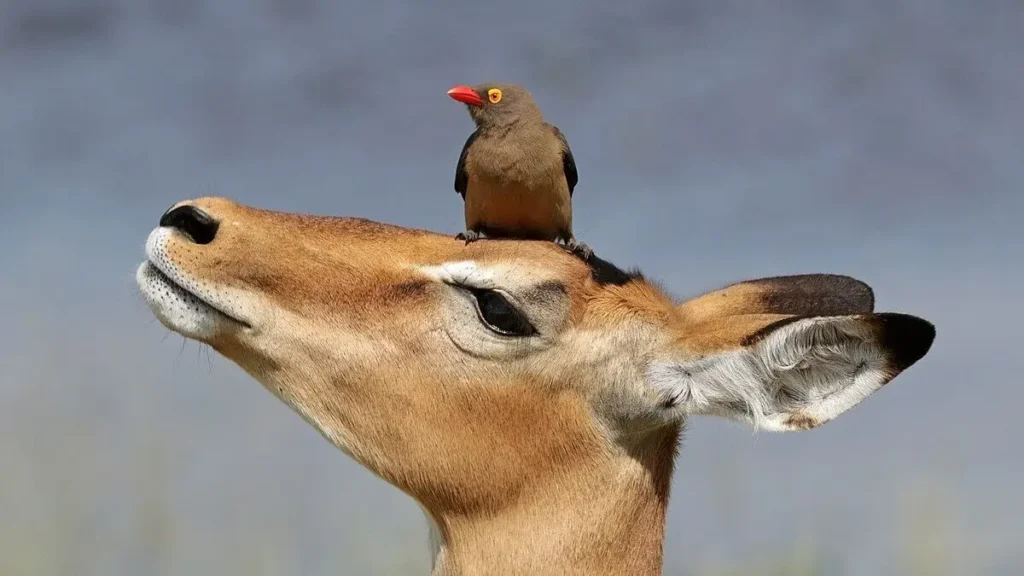 Vista lateral de la cabeza del impala africano aepyceros melampus con un ave posada en su frente
