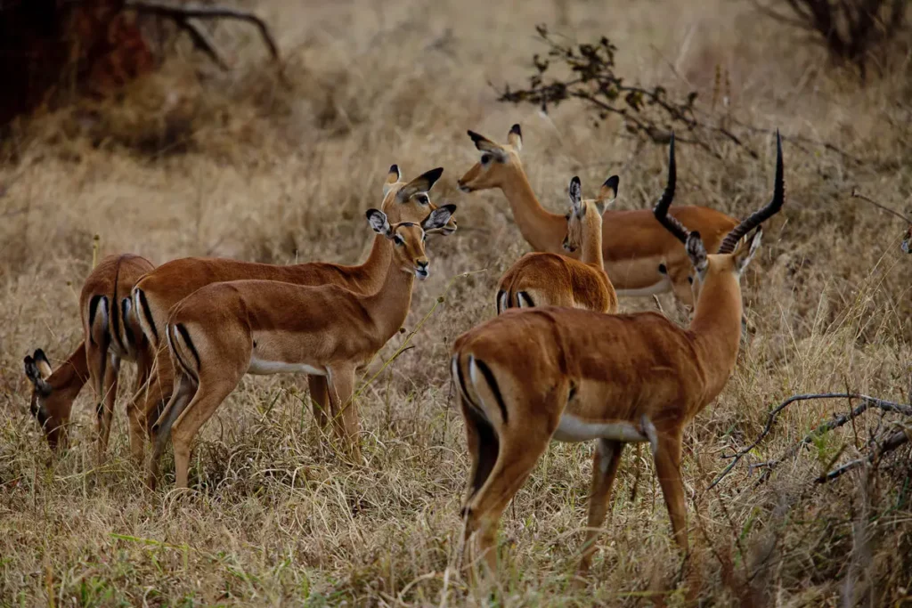 Vista lateral de un grupo de impalas en la sabana africana