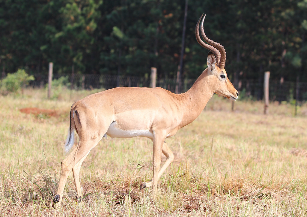 Vista lateral de un macho impala en cautividad