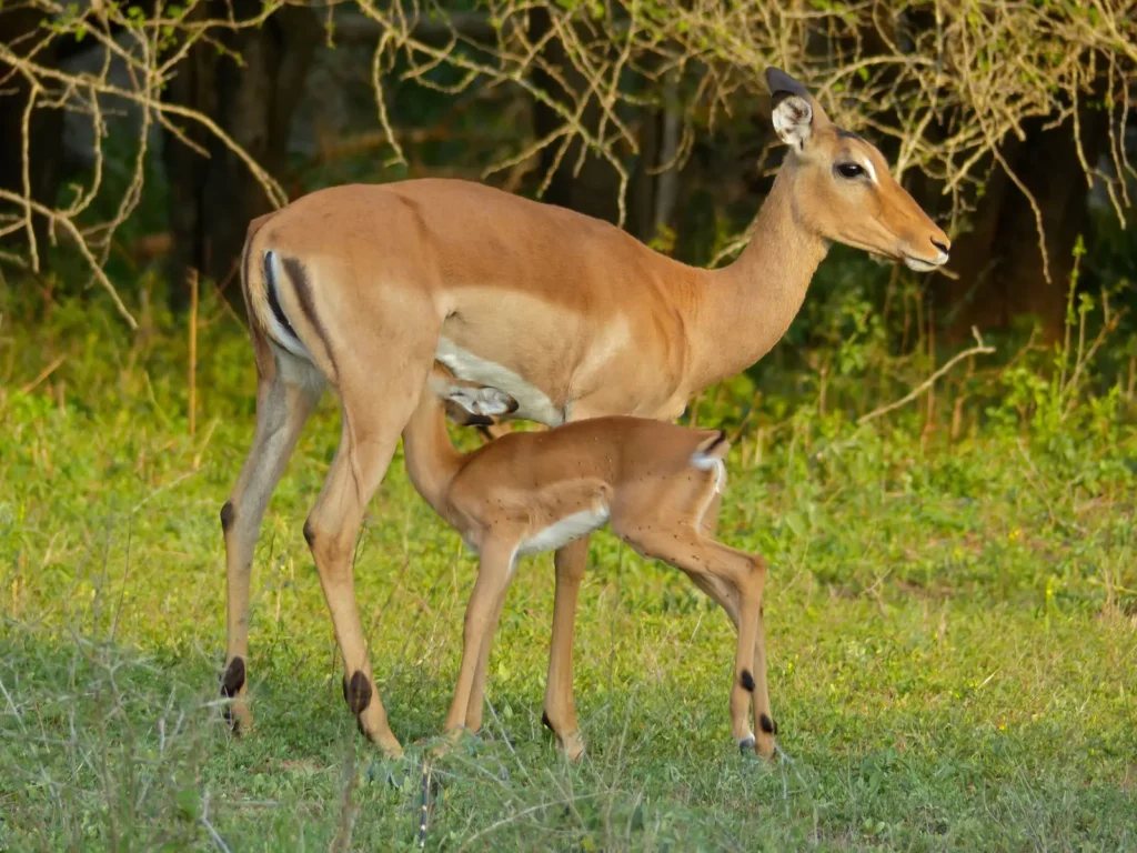 Vista lateral de una cría de impala mamando de la ubre de su madre