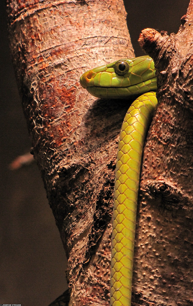 Vista de la cabeza que sobresale de un tronco de la mamba común verde con su parte trasera colgando del tronco