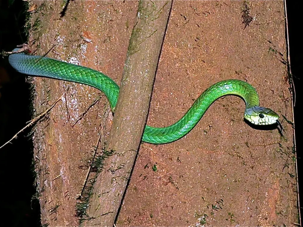 Vista de planta de una mamba verde de Jameson en el suelo pasando por debajo de un tronco