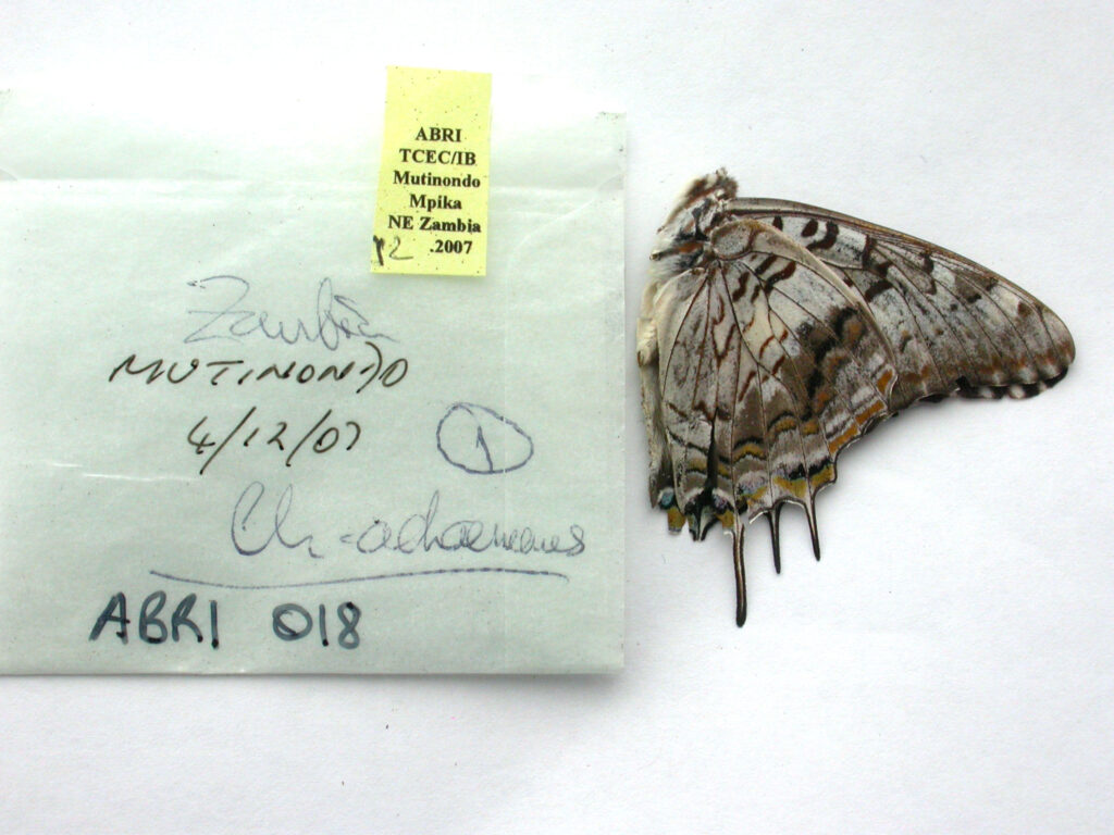 Vista lateral de una mariposa charaxes achaemenes al lado de unas anotaciones científicas
