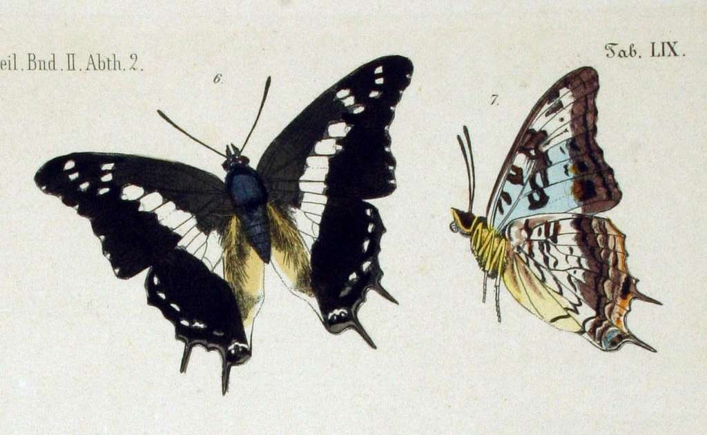 Vista de un dibujo de dos mariposas charaxes achaemenes sobre fondo blanco