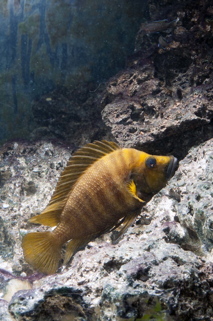 Vista de un pez cíclido comprimido acostado en las rocas del suelo acuático