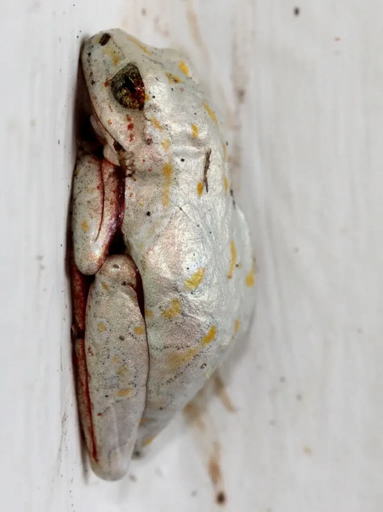 Vista lateral de la rana africana hyperolius marmoratus posada en un tronco