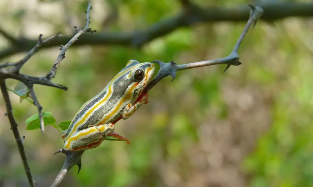 Vista lateral de una rana marmolada posada en una rama fina 