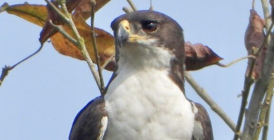 Vista frontal de la cabeza del águila de Cassin